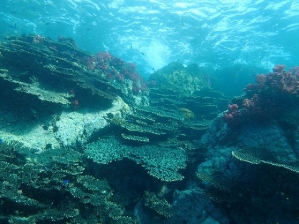 12565436_899196826846396_2586951233508924052_n