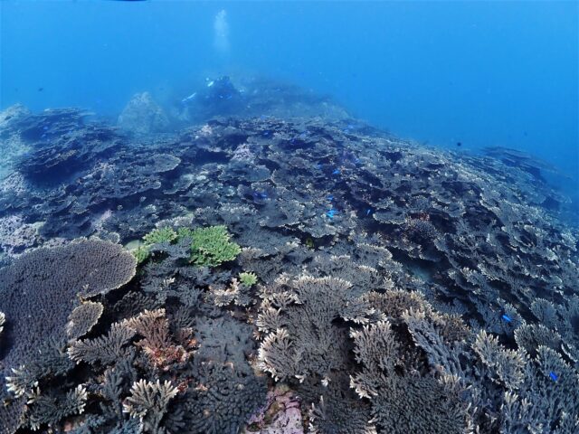 ハードコーラル群