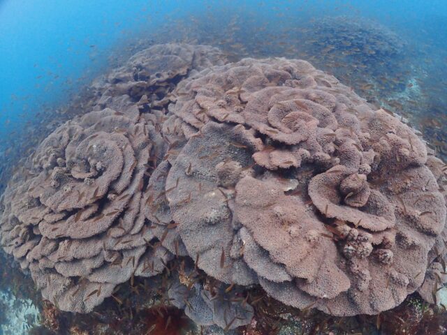 オオスリバチサンゴ