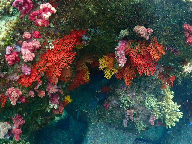 シュノーケリングピクニックｰ4