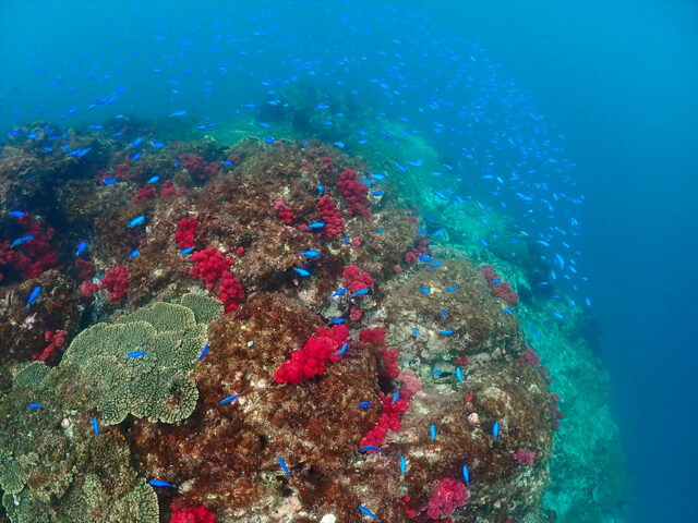 ボートシュノーケリングｰ5