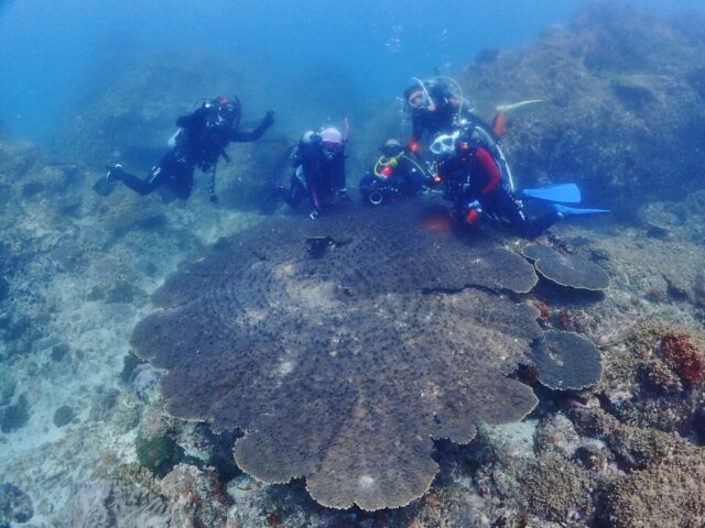 国内最大級タイハイミドリイシ