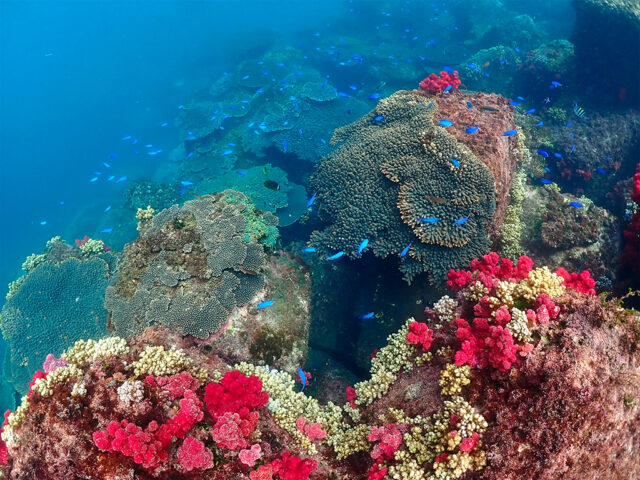 ボートシュノーケリングｰ2