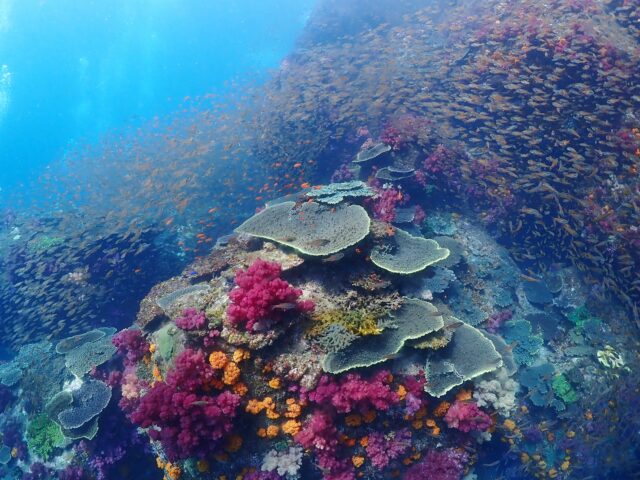 ソフトコーラル群