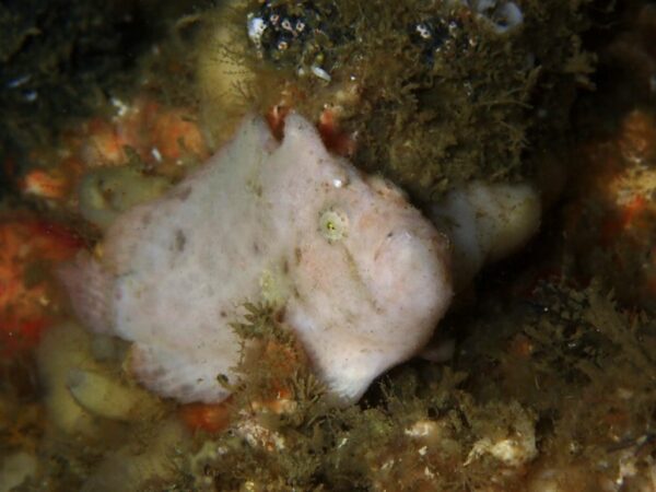 ウルマカエルアンコウ