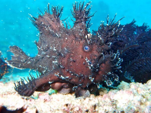 ヘアリーフロッグフィッシュ