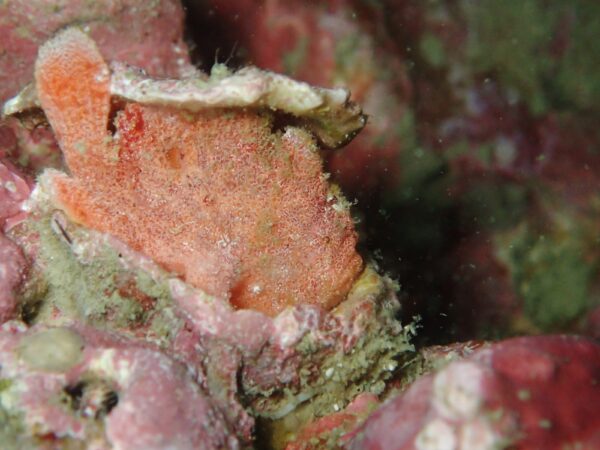 カスリカエルアンコウ