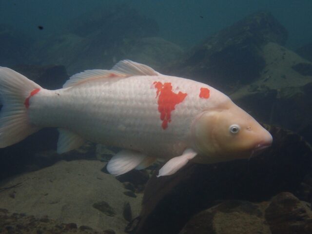 リバーダイブ (5)