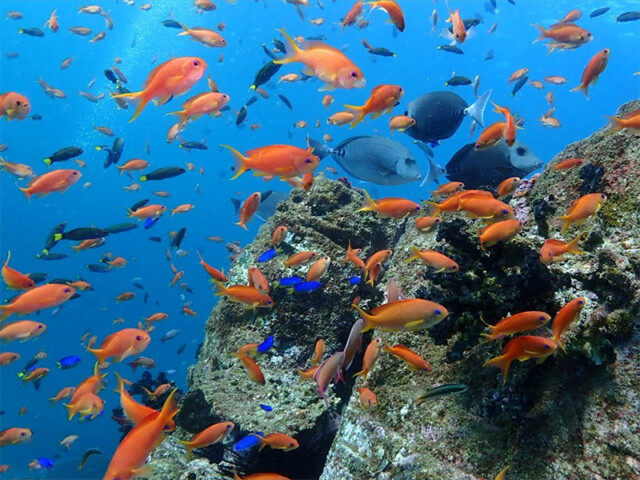top_0004_fish