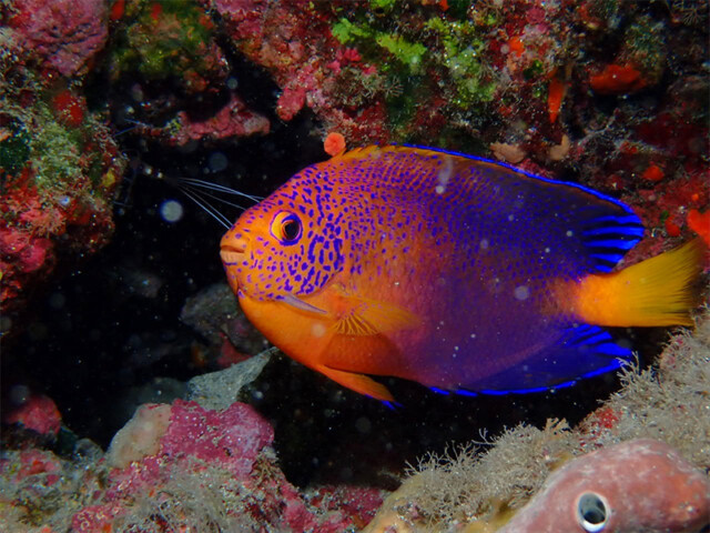 top_0005_fish