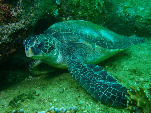 top_0006_fish