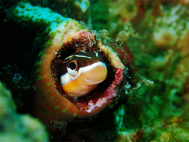 top_0009_fish
