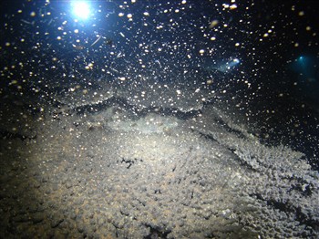 宮崎県初！島浦島でのサンゴ大規模産卵ショー成功
